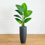 5Õ Traveler's Palm Artificial Tree in Gray Planter Green Plant