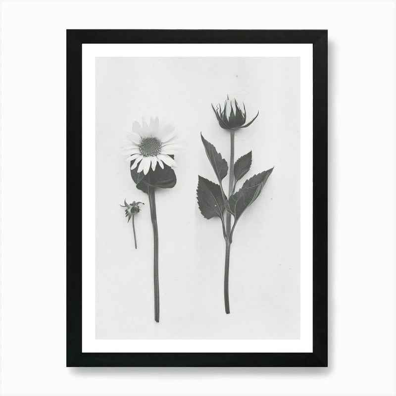 Framed botanical wall art with three grayscale flowers, black frame and white mat