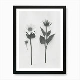 Sunflower Flower Photo Collage 3 Ar Framed Wall Art Poster Canvas Print Picture Sunflower