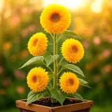 50+ TALL TEDDY SUNFLOWER SEEDS __ GIANT 6-FT ¥ 10" FLUFFY BLOOMS ¥ FREE SHIPPING Sunflower