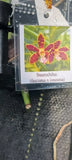 Orchid Staurochilus fasciatus x ionosma  Mad Happenings Tropical Hanging Plant Orchids