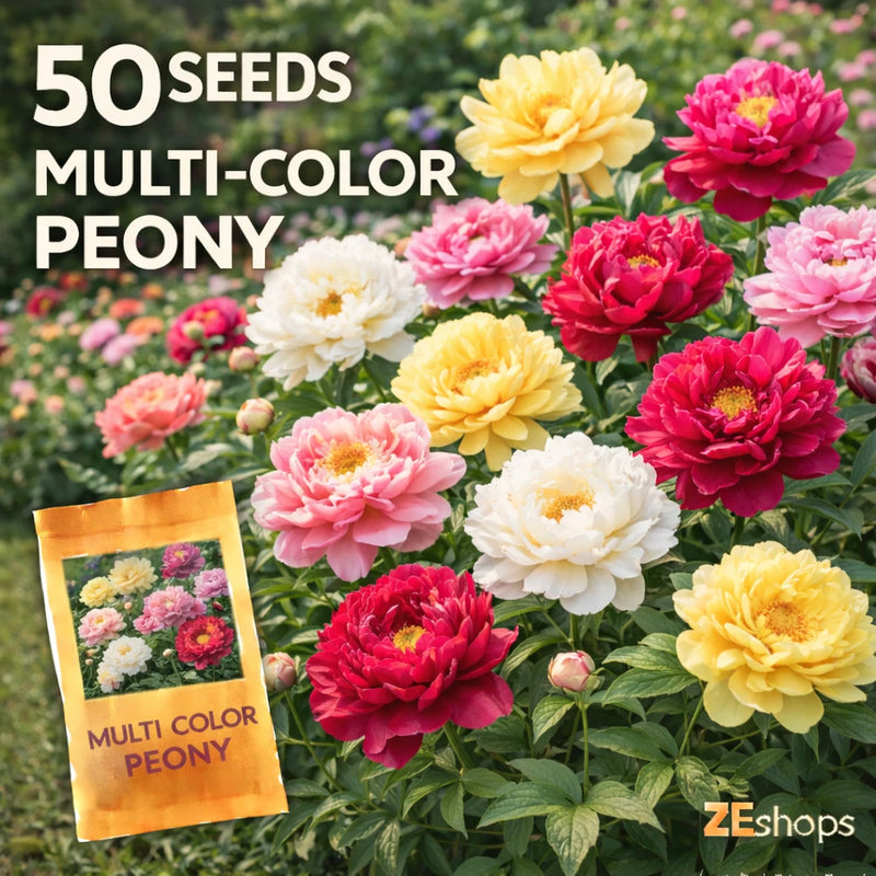 50 Multi-Color Peony Seeds Perennial Large Fragrant Garden Blooms Flowering Plants
