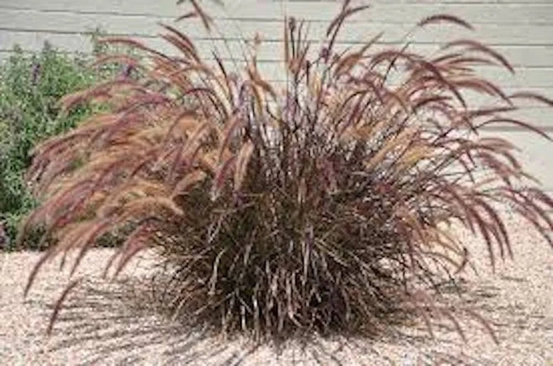 5 Red Fountain Grass Starter Plug Bare root Pennisetum setaceum 'Rubrum' Pampas Grass
