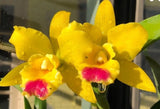 RTH Lemon Drop ÒNNÓ Cattleya Orchid Plant Blooming Size 4Ó Orchids