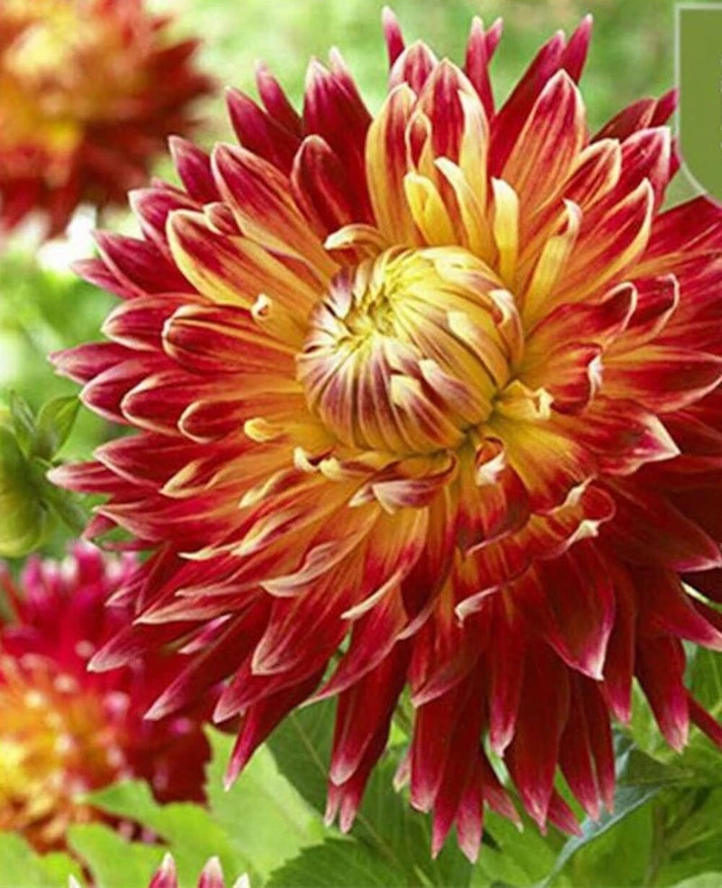 20 SEEDS for Red/Yellow AUTUMN DAHLIA rare flower exotic garden plant USA Seller Garden Plants