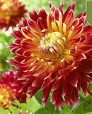 20 SEEDS for Red/Yellow AUTUMN DAHLIA rare flower exotic garden plant USA Seller Garden Plants