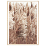 Pampas Grass Colorful Poster Print Pampas Grass Photo Wall Art Wall Art Boho Pampas Grass