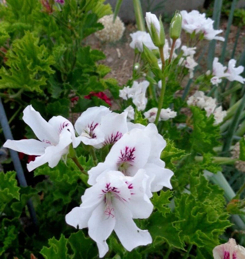 White and purple geranium plant cutting with five-petal white flowers and dark markings