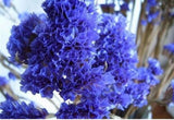 20 SEEDS for Purple violet CRAPE MYRTLE rare flower exotic tree plant USA Seller Flowering Plants