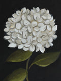 White Hydrangea Painting Print Moody Still Life Oil Painting Original Wall Art Hydrangea