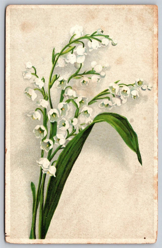 Lily of the valley flowers postcard with white blossoms and green leaves