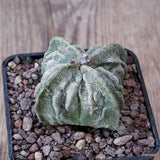 D4931 ASTROPHYTUM MYRIOSTIGMA FUKURYU pot7-H4-W6 cm MaMa Cactus Green Plant