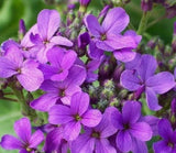DAME'S ROCKET FLOWER SEEDS 500+ BIENNIAL purple FLOWER garden BEES Free Shipping Garden Plants