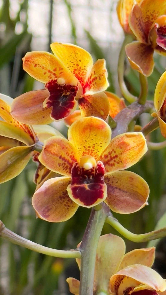 Cymbidium orchid plant with yellow-orange speckled blossoms in a pot