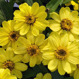 100+ Profusion Lemon Zinnia Seeds for Garden Planting - USA - FREE SHIPPING! Garden Plants
