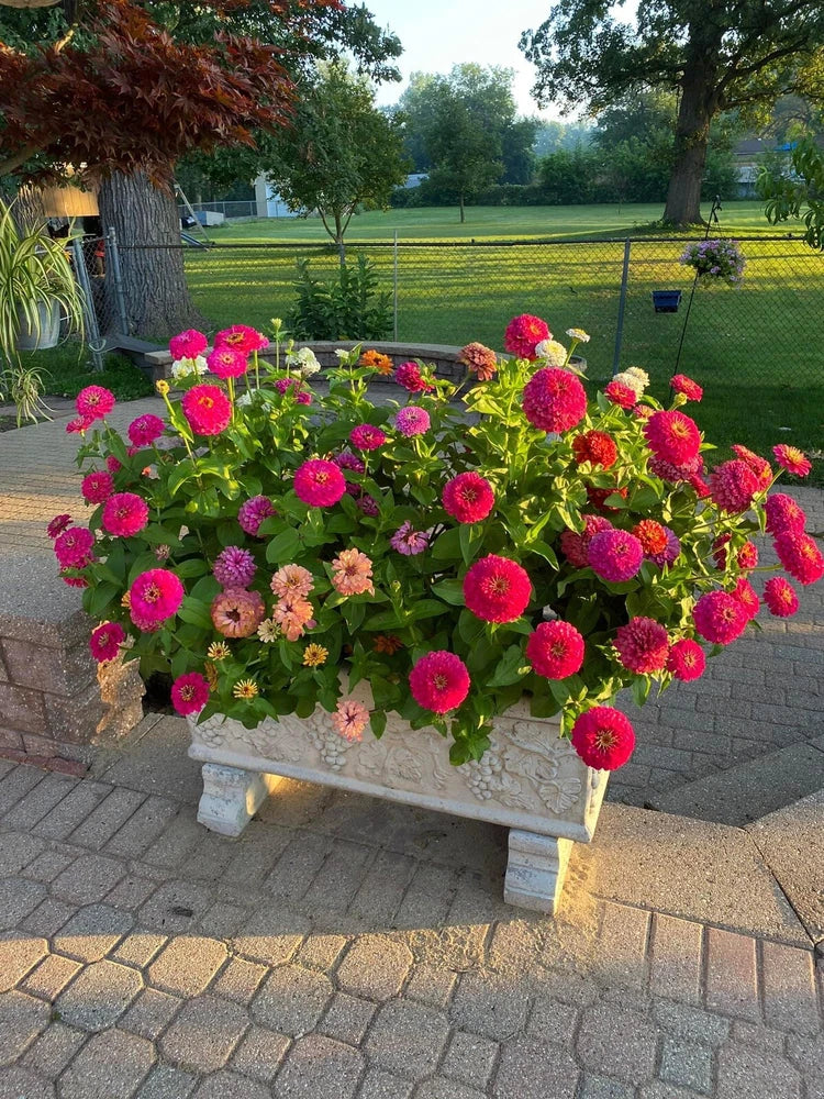 zinnia plants Orchids