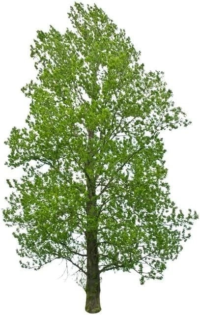 Hybrid Poplar Tree Seedlings for Planting Green Plant