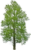 Hybrid Poplar Tree Seedlings for Planting Green Plant