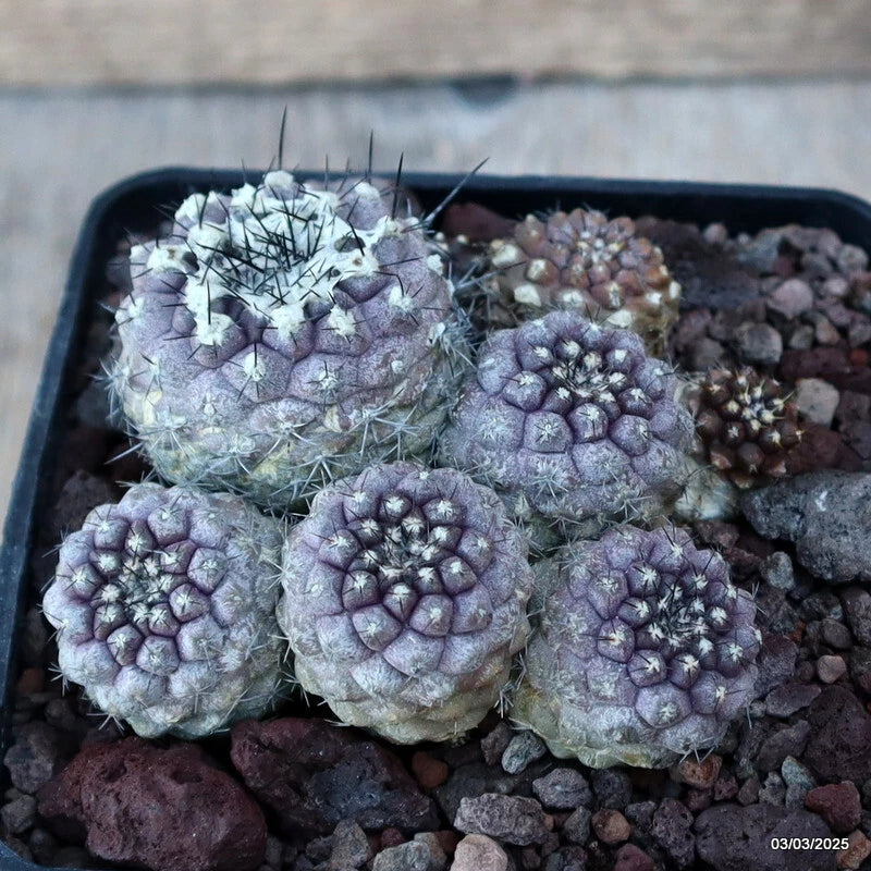 D3508 COPIAPOA CONTINUA pot10-H5-W9 cm MaMa Cactus Green Plant
