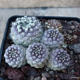 D3508 COPIAPOA CONTINUA pot10-H5-W9 cm MaMa Cactus Green Plant