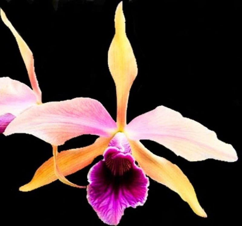 Orchid flower with pink and purple center, yellow and orange petals
