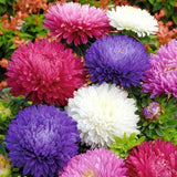 500+Powder Puff China Aster Seeds Rainbow Chrysanthemum Mix Cut flowers USA Flowering Plants