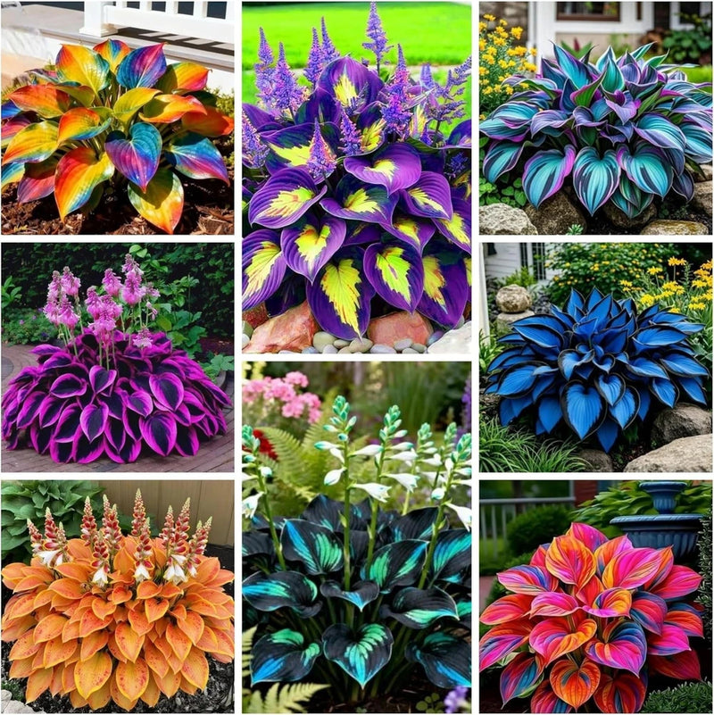 280+ Hosta Seeds Ð Perennial Heart-Shaped Leaves, Outdoor Garden Planting Garden Plants