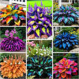 280+ Hosta Seeds Ð Perennial Heart-Shaped Leaves, Outdoor Garden Planting Garden Plants