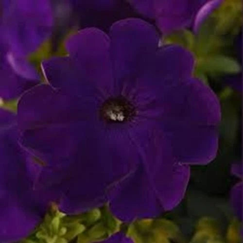 Purple petunia flower with dark center and small green buds