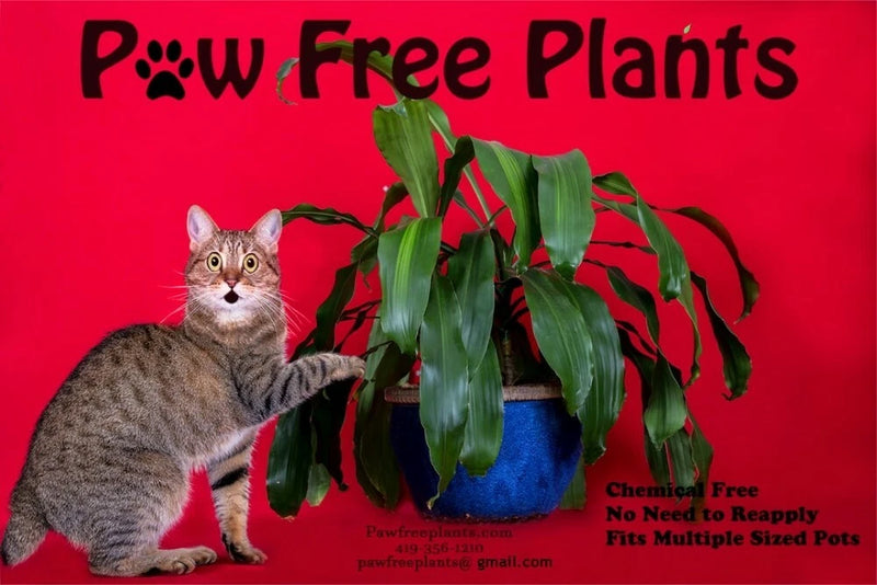 Potted green plant with broad leaves beside a tabby cat on a blue pot