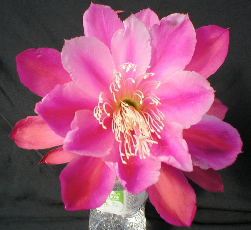Pink orchid cactus flower in clear vase