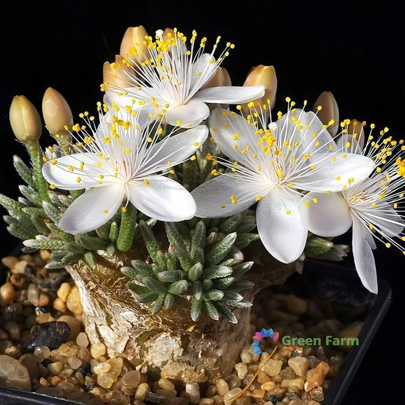 50 Seeds Avonia Quinaria Alstonii Alston's Anacampseros Rare Beautiful Succulent Flowering Plants