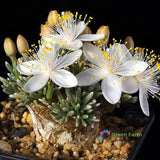 50 Seeds Avonia Quinaria Alstonii Alston's Anacampseros Rare Beautiful Succulent Flowering Plants