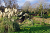 Photo 12x8 Footpath at Thurlaston A clump of pampas grass stands beside a  c2020 Pampas Grass