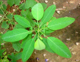 Codariocalyx motorius, Desmodium gyrans green midrib Telegraph Plant 10 Sementes Green Plant