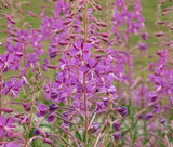FIREWEED Epilobium Angustifolium - 1,000 Bulk Seeds Garden Plants