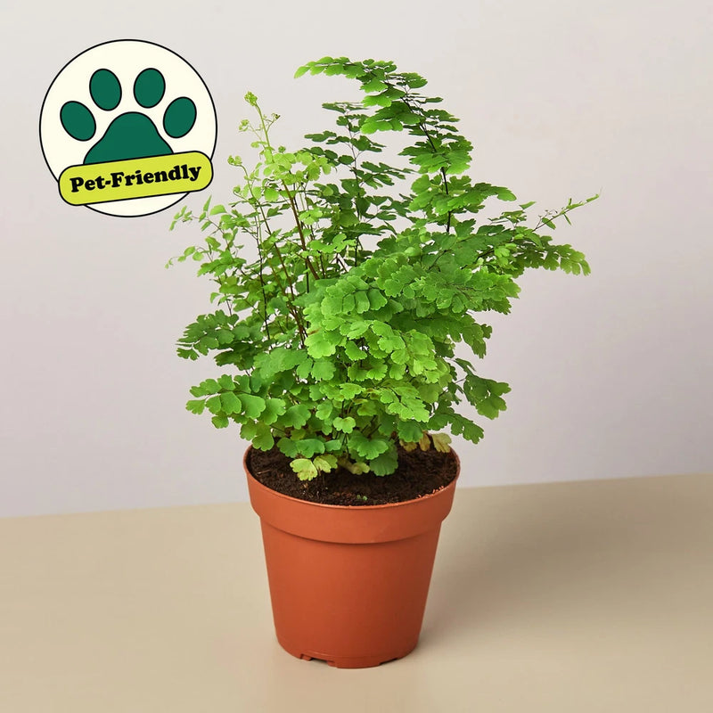 Maidenhair Fern Adiantum raddianum ¥ Delicate Fronds ¥ Air Purifying ¥ 6" Green Plant