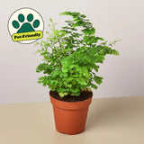 Maidenhair Fern Adiantum raddianum ¥ Delicate Fronds ¥ Air Purifying ¥ 6" Green Plant