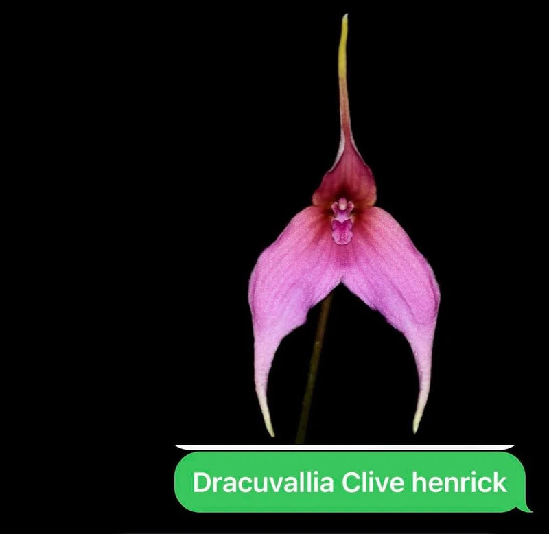 Pink and magenta orchid flower with narrow petals on a thin stem