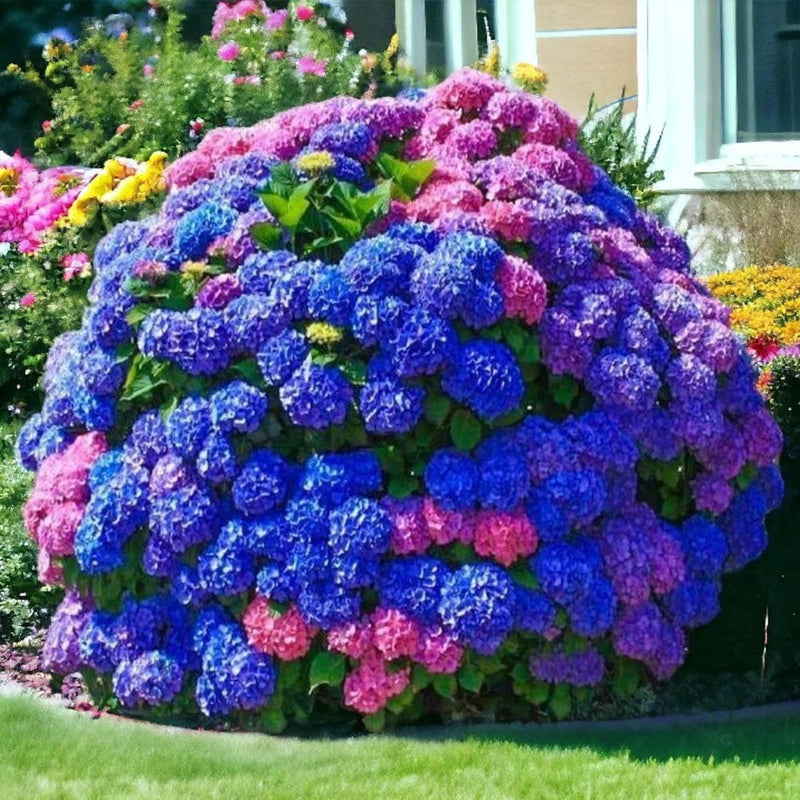 NYGardenia 35 Mixed Color Hydrangea Seeds Ð Blue, Pink & Pink, Purple Hydrangea