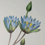 Vintage Nymphaea Carulea Blue Flower Botanical Print RedoutŽ Bookplate 86 Lily
