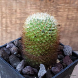 D5406 MAMMILLARIA SILVATICA pot10-H9-W6 cm MaMa Cactus Green Plant