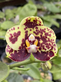 Original Phal Phalaenopsis Chingher Budha x Sogo Dio x Haujih Princess-FRAGRANT Orchids