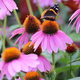 Purple Coneflower Seeds | Non-GMO | Free Shipping | Seed Store | 1259 Flowering Plants