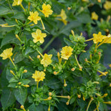 25+ YELLOW FOUR O'CLOCK SEEDS FRESH FOR YOUR FLOWER GARDENS Garden Plants