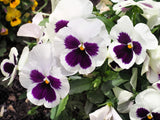 50 WHITE & PURPLE PANSY VIOLA Violet Flower Seeds *Flat S/H Flowering Plants