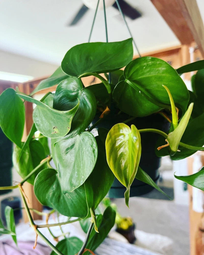 Hanging pothos plant with glossy green heart-shaped leaves