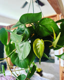 live Hearts pothos plant In Hanging Basket 8Ó, Durable Plant Easy Care Orchids