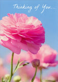 Encouragement Greeting Card - Pink Ranunculus Ranunculus