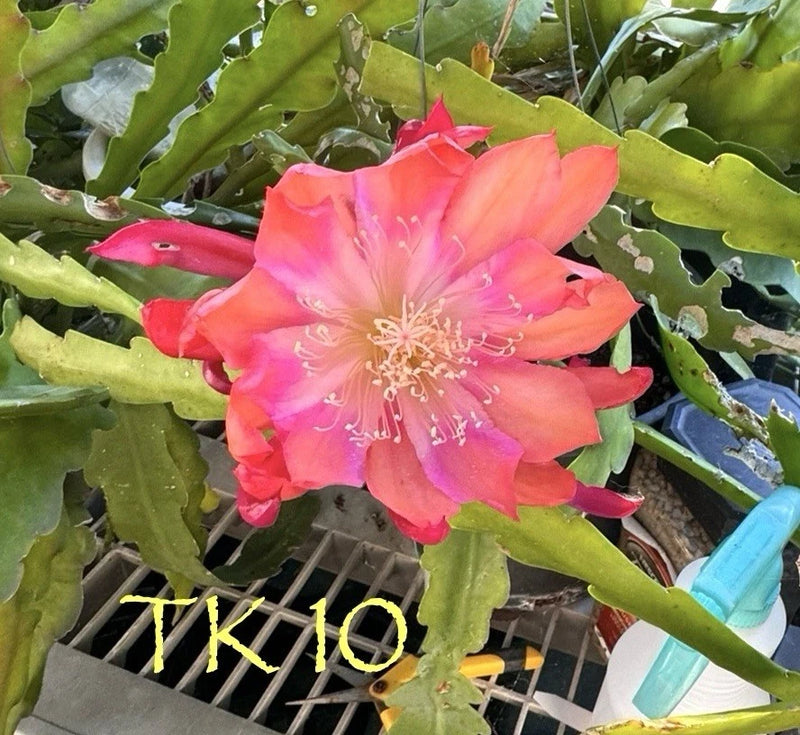 Orchid cactus succulent flower with pink-orange blooms on green pads